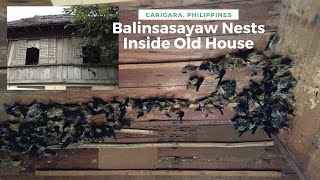 Balinsasayaw nests inside an old house in Carigara Leyte [upl. by Ydennek297]