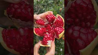 Amazing ripe pomegranate peeling skills fruit food shorts [upl. by Melloney40]