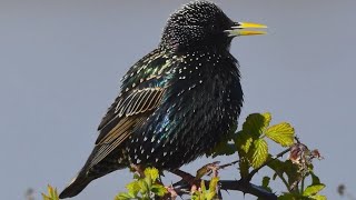 Mysterious song of the common starling [upl. by Ecneret]