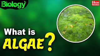 What Is Algae  Types of Algae  Biology  Home Revise [upl. by Tempest]