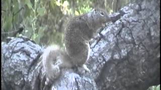 Ground Squirrel sounding off [upl. by Juanita]