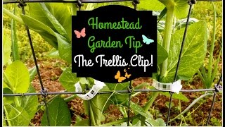 Homestead Garden TipThe Trellis Clip [upl. by Rufford576]