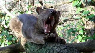 Fossa à la Réserve Zoologique de Calviac [upl. by Meador]