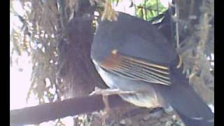 Japanse nachtegaal Pekin robin builing nest [upl. by Rediah]