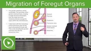 Foregut Organs Omentum amp Mesenteries – Embryology  Lecturio [upl. by Falo977]