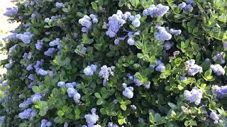 Ceanothus Thyrsiflorus  Yankee Point [upl. by Stearne]