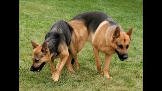 German Shepherd dogs engaged after playing [upl. by Terrilyn80]