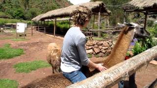 Ride a llama in Peru [upl. by Isle497]