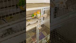 Parrots ke breeding box lag gye🪺 shortvideo shorts [upl. by Ahcim]