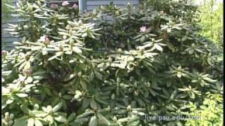 3 Minute Gardener  Rhododendrons [upl. by Chantalle640]