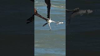 Osprey battles it out with anglers bait Who will win [upl. by Regazzi]