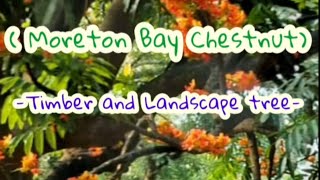 Castanospermum australe Moreton Bay Chestnut Street and garden tree [upl. by Ohs]