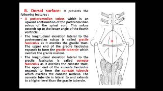 Anatomy of the Brain stem basic amp clinical part 1 [upl. by Nacnud657]