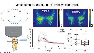 Meghan Laturney How the neuroendocrine circuit that regulates sugar feeding in mated females [upl. by Sumedocin]