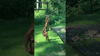 Young orangutans playing [upl. by Eirrab]