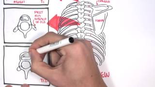 Anatomy Thorax Overview  Ribs Sternal angle Pleura and Pneumothorax [upl. by Eniluqcaj380]