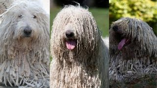 Komondor  Funny and Cute dog video compilation in 2022 [upl. by Kwarteng]