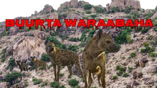 BUURTA UGU WARAABAHA BADAN SOMALILAND [upl. by Aluino]