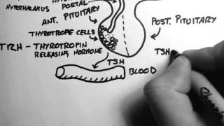 Thyroid Hormone 1  Control [upl. by Lifton]