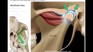 Infratemporal fossa [upl. by Kyrstin]