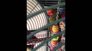 Conure and lovebird mating funny [upl. by Annairdna]