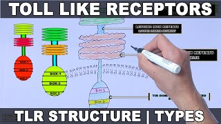 Toll Like Receptors  Structure and Types [upl. by Scheck]