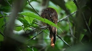 Amazon Birdwatching Trips in Ecuador Our Birding Adventure [upl. by Anerev]