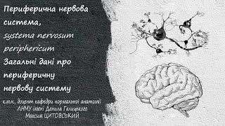 Периферична нервова системаsystema nervosum periphericum Загальні дані про ПНС [upl. by Kelsi]