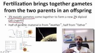 2  4  Week 2  4 S Mitosis Meiosis and Ploidy 0821 [upl. by Hewe142]