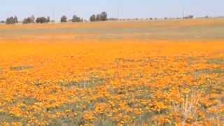 Poppies In The Desert [upl. by Aleacem]