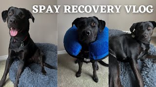 Getting Our Lab Puppy Fixed Spay Recovery Vlog amp What to Expect PostOp 🐶🐾 [upl. by Zed]