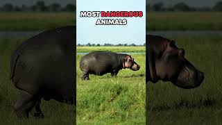 Part 5 TOP 20 Most Dangerous ⚠️ Animals in the World 🌎 You want to stay away from animals [upl. by Verla]