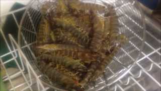 How to Cook Live Prawns Australian Prawns [upl. by Novyert]