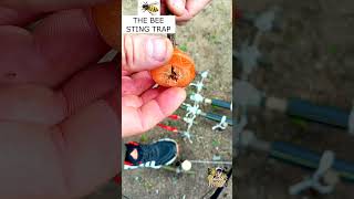 THE BEE STING TRAP trapping trap survival survivaljungletrap metaldetecting trapmaking [upl. by Poler]