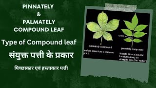 संयुक्त पत्तियों के प्रकार  Type of compound leaf  pinnately and palmately compound leaf  leaves [upl. by Eidnam474]