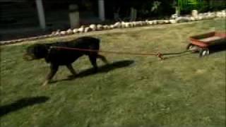 Dogs 101  Rottweiler [upl. by Nasah]