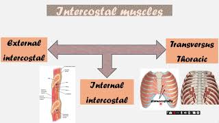 Intercostal muscles and diaphragm [upl. by Publius258]