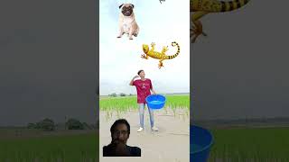 flying babies catching vs hen editing funny comedy shortsvideogreenscreen mrdshortschannel0 [upl. by Claribel]