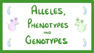 GCSE Biology  DNA Part 2  Alleles  Dominant  Heterozygous  Phenotypes and more 64 [upl. by Enitsirt646]