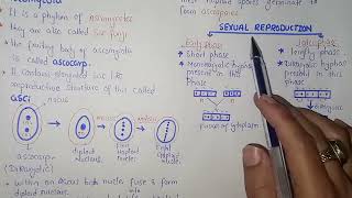 Ascomycota Life Cycle  Federal amp KPK Board  Class 11 Biology [upl. by Ailemac]