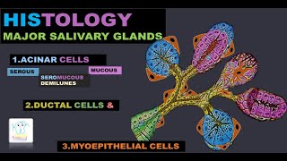 Major salivary glandsHistologySerous amp mucous cells [upl. by Reg]