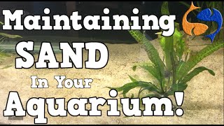 Maintaining A Sand Substrate In Your Aquarium KGTropicals [upl. by Rufe]