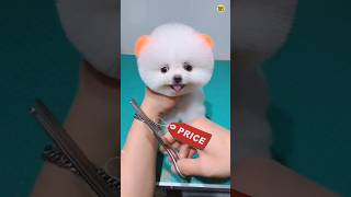 Teacup dog price in India  Pomeranian dog price  Pomeranian puppies viral shorts tranding CR7 [upl. by Enylhsa]