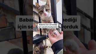 Hiç değişmeyen o mutlu son 😻 catvideos cat kedisesi 🎥dogansltn [upl. by Timothy]