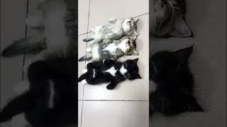 Love is … kitty  cat ❤️ cute cats shorts love cutebaby funny kitty tiktok cat cute fun [upl. by Aicaca]