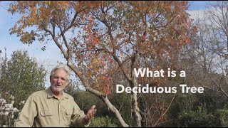 What is a Deciduous Tree [upl. by Crawford]