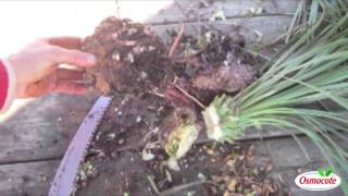 Garden Tutorial Dividing Yuccas For Propagation Yucca Rostrata [upl. by Nyrraf227]