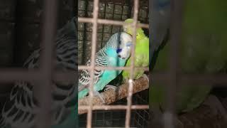 Budgies male parrot mating mood 😂 BIRDS FARMING VLOG 🦜 [upl. by Oigroeg949]