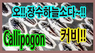 남미의 거대하늘소에 장수하늘소들까지 넘쳐난다 만천이 과감하게 투자한 남미하늘소들 직관 감상하기 [upl. by Frye]