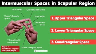 Inter Muscular Space in Scapular Region  Upper amp Lower Triangular Space Quadrangular Space  TCML [upl. by Wicks]